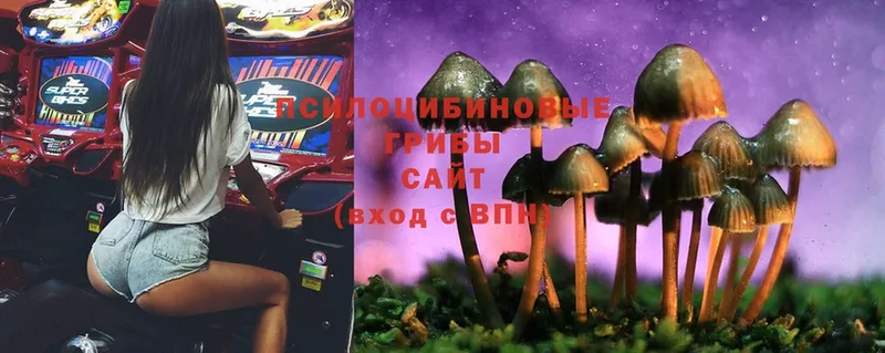 магазин    Навашино  Псилоцибиновые грибы MAGIC MUSHROOMS 